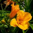 Denivka 'Clarion Gold' - Hemerocallis 'Clarion Gold'