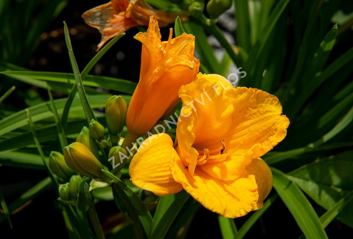 Denivka 'Clarion Gold' - Hemerocallis 'Clarion Gold'
