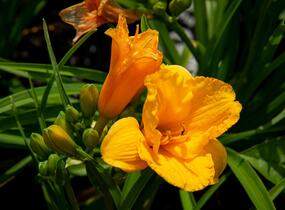 Denivka 'Clarion Gold' - Hemerocallis 'Clarion Gold'