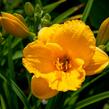 Denivka 'Clarion Gold' - Hemerocallis 'Clarion Gold'