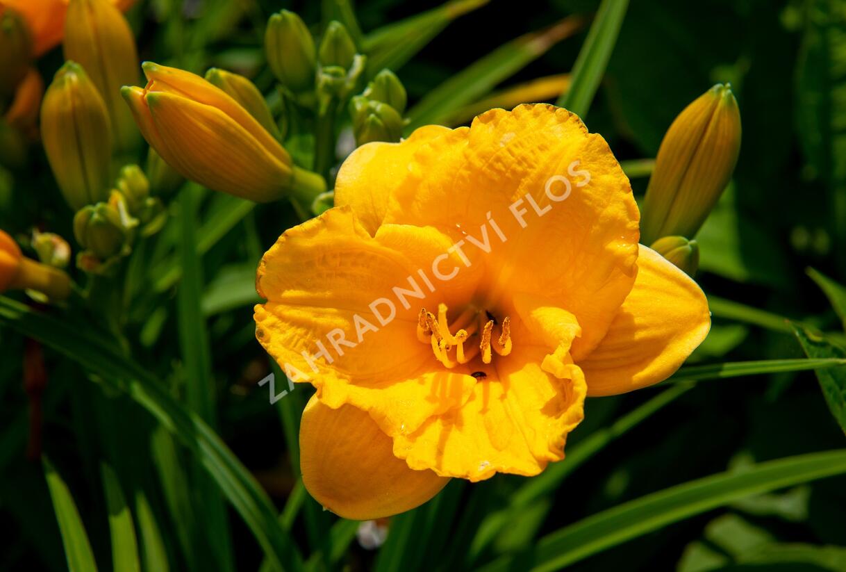Denivka 'Clarion Gold' - Hemerocallis 'Clarion Gold'