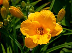 Denivka 'Clarion Gold' - Hemerocallis 'Clarion Gold'