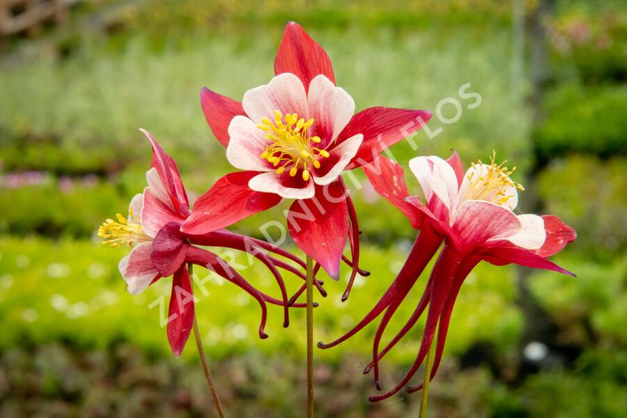 Orlíček 'Origami Red White' - Aquilegia caerulea 'Origami Red White'