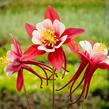 Orlíček 'Origami Red White' - Aquilegia caerulea 'Origami Red White'
