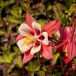 Orlíček 'Origami Red White' - Aquilegia caerulea 'Origami Red White'