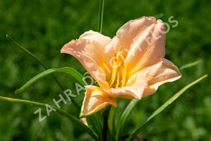 Denivka 'On and On' - Hemerocallis 'On and On'