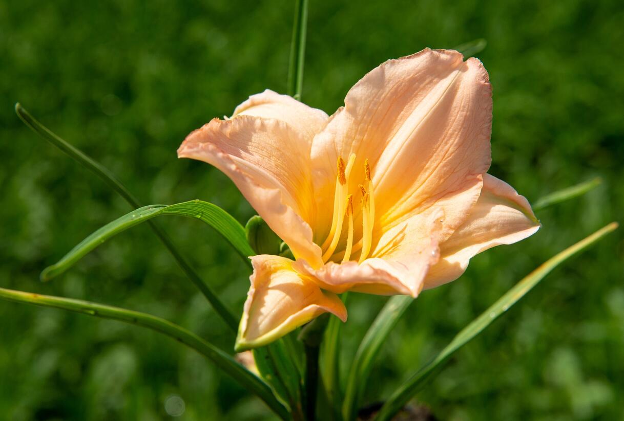 Denivka 'On and On' - Hemerocallis 'On and On'