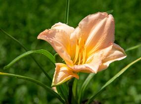 Denivka 'On and On' - Hemerocallis 'On and On'