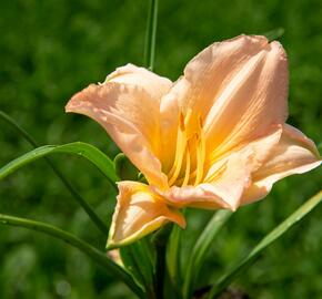 Denivka 'On and On' - Hemerocallis 'On and On'