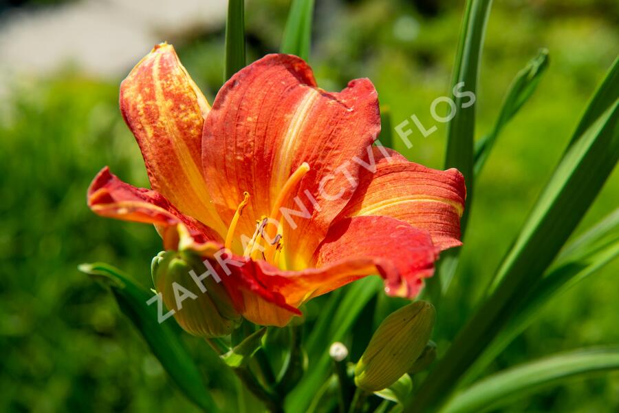 Denivka 'Red Rum' - Hemerocallis 'Red Rum'