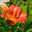 Denivka 'Red Rum' - Hemerocallis 'Red Rum'