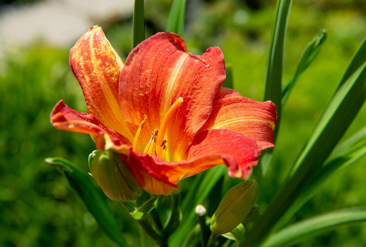 Denivka 'Red Rum' - Hemerocallis 'Red Rum'