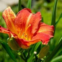 Denivka 'Red Rum' - Hemerocallis 'Red Rum'