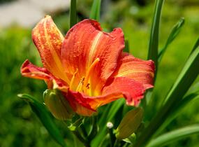 Denivka 'Red Rum' - Hemerocallis 'Red Rum'