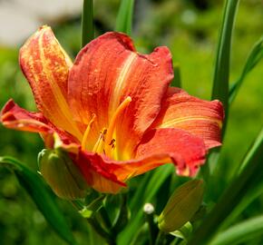 Denivka 'Red Rum' - Hemerocallis 'Red Rum'