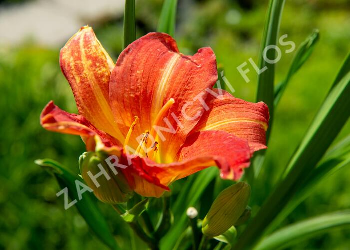 Denivka 'Red Rum' - Hemerocallis 'Red Rum'