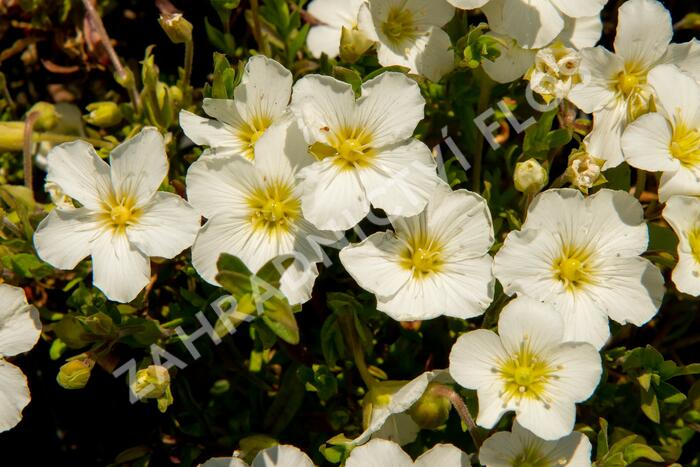 Písečnice horská 'Blizzard Compact' - Arenaria montana 'Blizzard Compact'