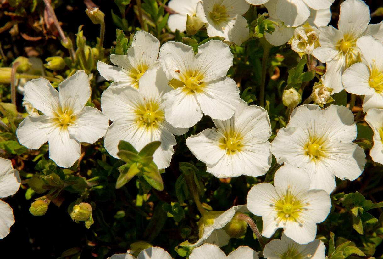 Písečnice horská 'Blizzard Compact' - Arenaria montana 'Blizzard Compact'