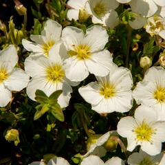 Písečnice horská 'Blizzard Compact' - Arenaria montana 'Blizzard Compact'