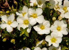 Písečnice horská 'Blizzard Compact' - Arenaria montana 'Blizzard Compact'