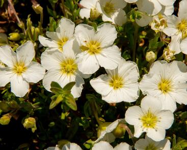 Písečnice horská 'Blizzard Compact'