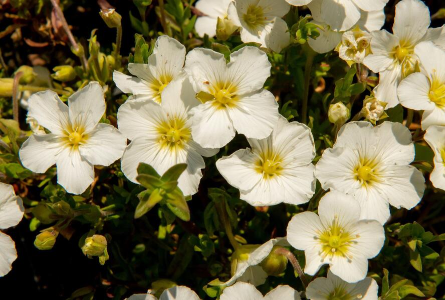 Písečnice horská 'Blizzard Compact' - Arenaria montana 'Blizzard Compact'