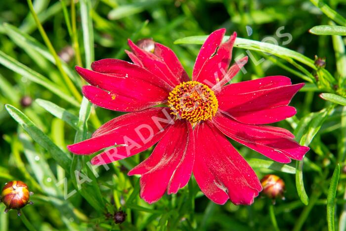 Krásnoočko 'Bloomsation Dragon' - Coreopsis rosea 'Bloomsation Dragon'