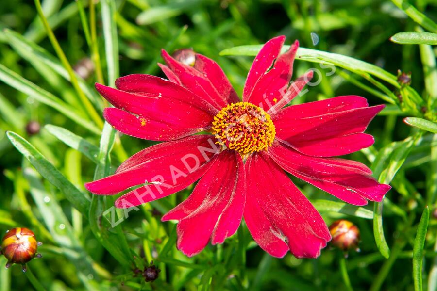 Krásnoočko 'Bloomsation Dragon' - Coreopsis rosea 'Bloomsation Dragon'