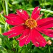 Krásnoočko 'Bloomsation Dragon' - Coreopsis rosea 'Bloomsation Dragon'