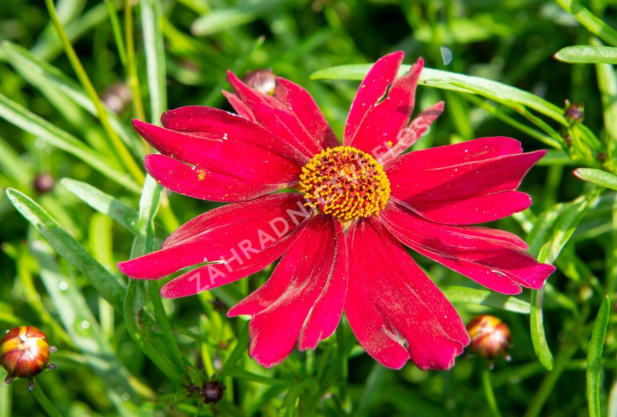 Krásnoočko 'Bloomsation Dragon' - Coreopsis rosea 'Bloomsation Dragon'