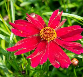 Krásnoočko 'Bloomsation Dragon' - Coreopsis rosea 'Bloomsation Dragon'