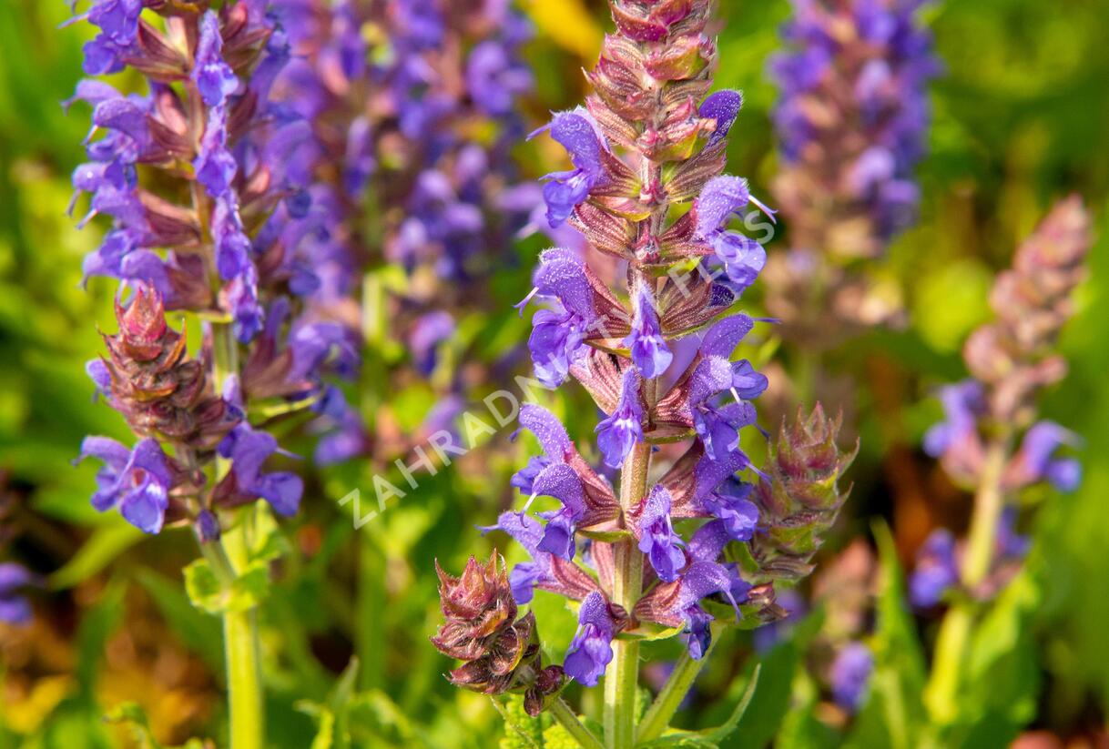 Šalvěj nádherná 'April Night' - Salvia superba 'April Night'
