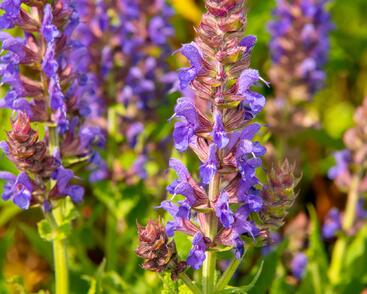 Šalvěj nádherná 'April Night'