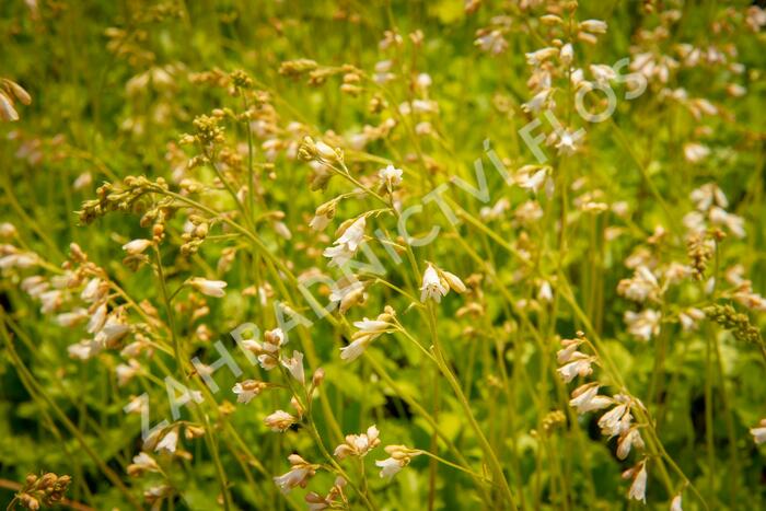 Dlužicha 'White Cloud' - Heuchera sanguinea 'White Cloud'