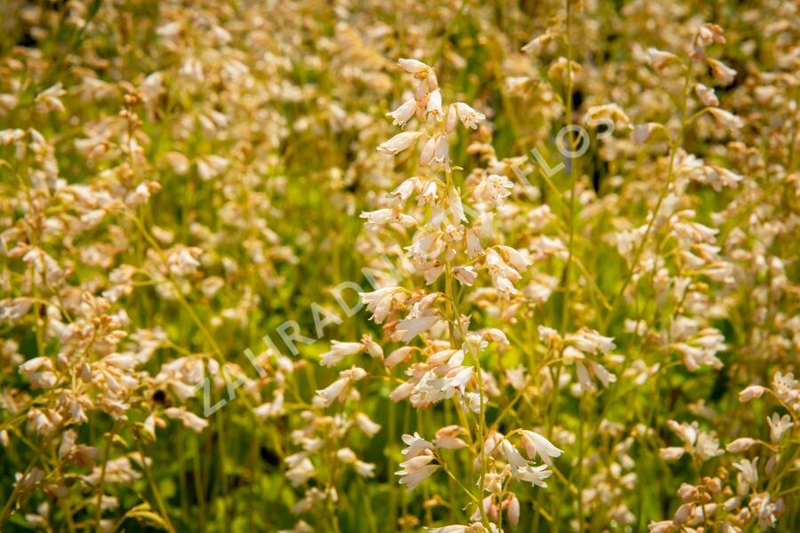 Dlužicha 'White Cloud' - Heuchera sanguinea 'White Cloud'