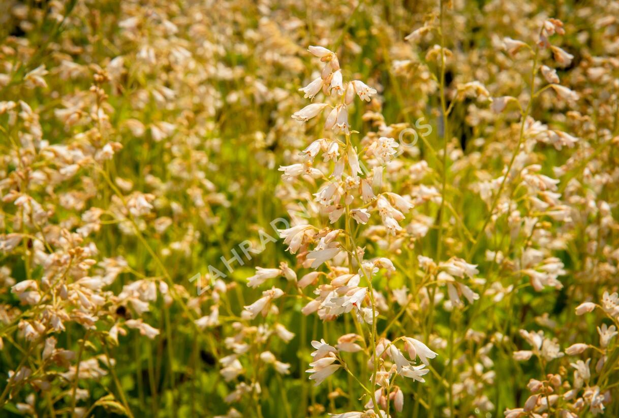 Dlužicha 'White Cloud' - Heuchera sanguinea 'White Cloud'