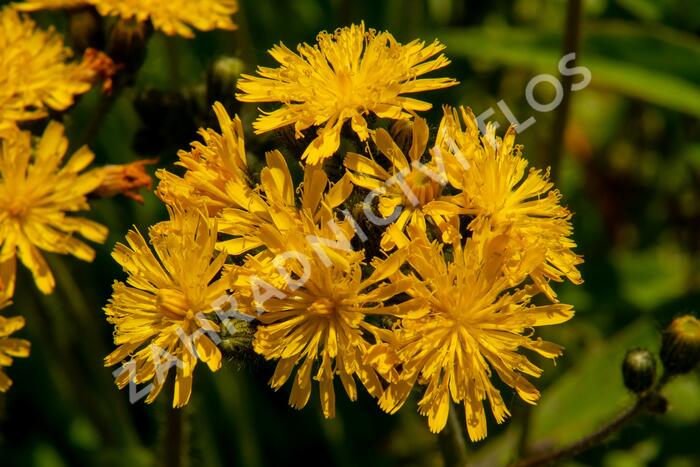 Jestřábník huňatý - Hieracium villosum