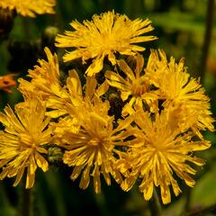 Jestřábník huňatý - Hieracium villosum