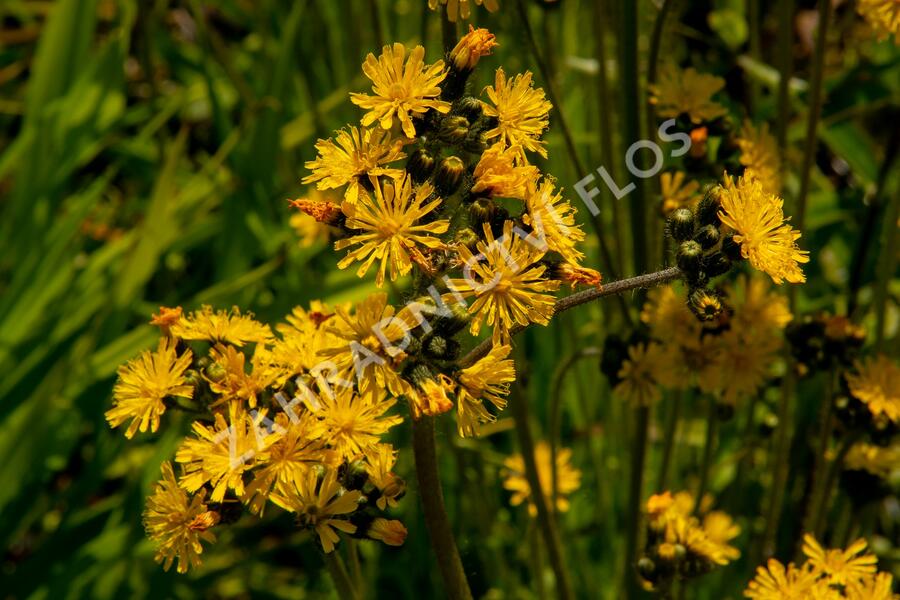 Jestřábník huňatý - Hieracium villosum