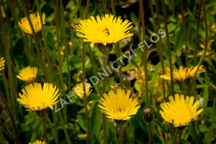 Jestřábník chlupáček, zední - Hieracium pilosella