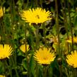 Jestřábník chlupáček, zední - Hieracium pilosella