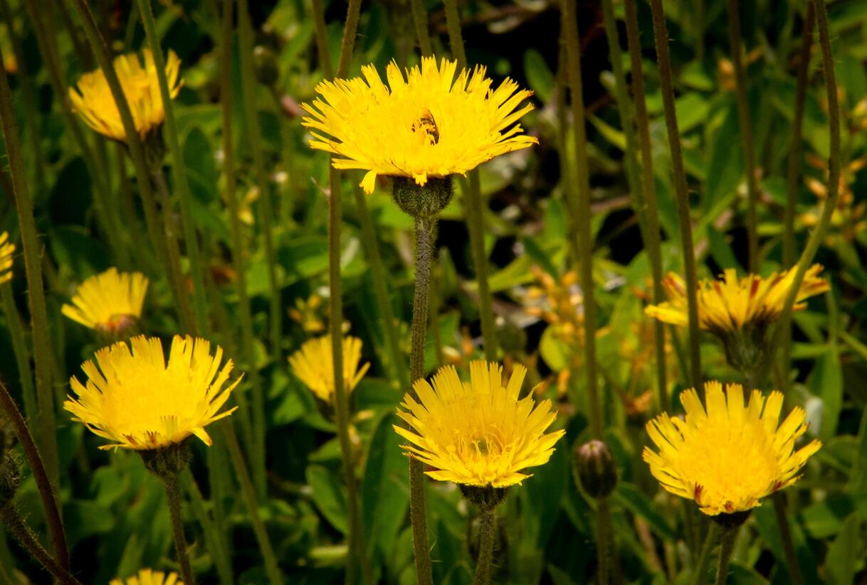 Jestřábník chlupáček, zední - Hieracium pilosella