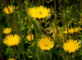 Jestřábník chlupáček, zední - Hieracium pilosella