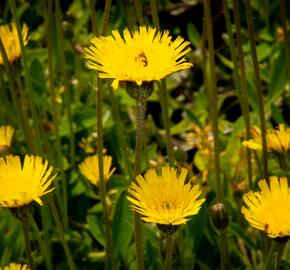 Jestřábník chlupáček, zední - Hieracium pilosella