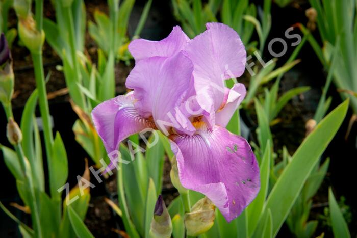 Kosatec německý 'Lavanesque' - Iris barbata-elatior 'Lavanesque'