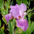 Kosatec německý 'Lavanesque' - Iris barbata-elatior 'Lavanesque'