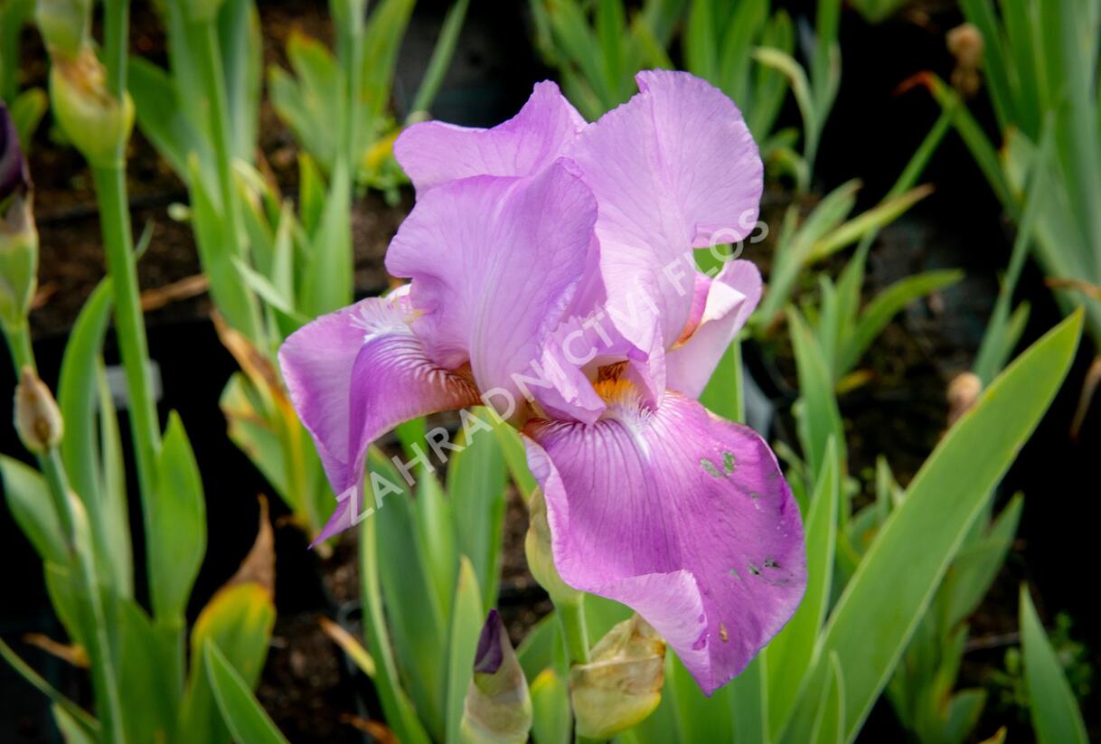 Kosatec německý 'Lavanesque' - Iris barbata-elatior 'Lavanesque'