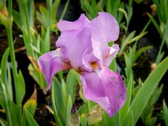 Kosatec německý 'Lavanesque' - Iris barbata-elatior 'Lavanesque'