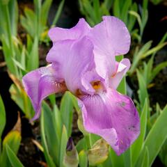 Kosatec německý 'Lavanesque' - Iris barbata-elatior 'Lavanesque'