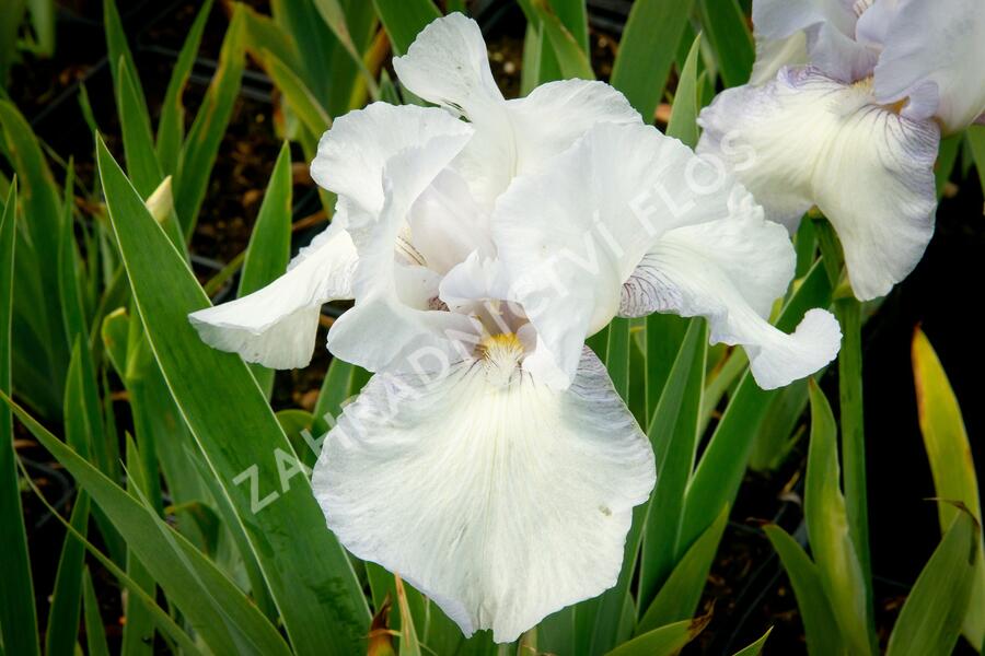 Kosatec německý 'Glacier' - Iris barbata-elatior 'Glacier'